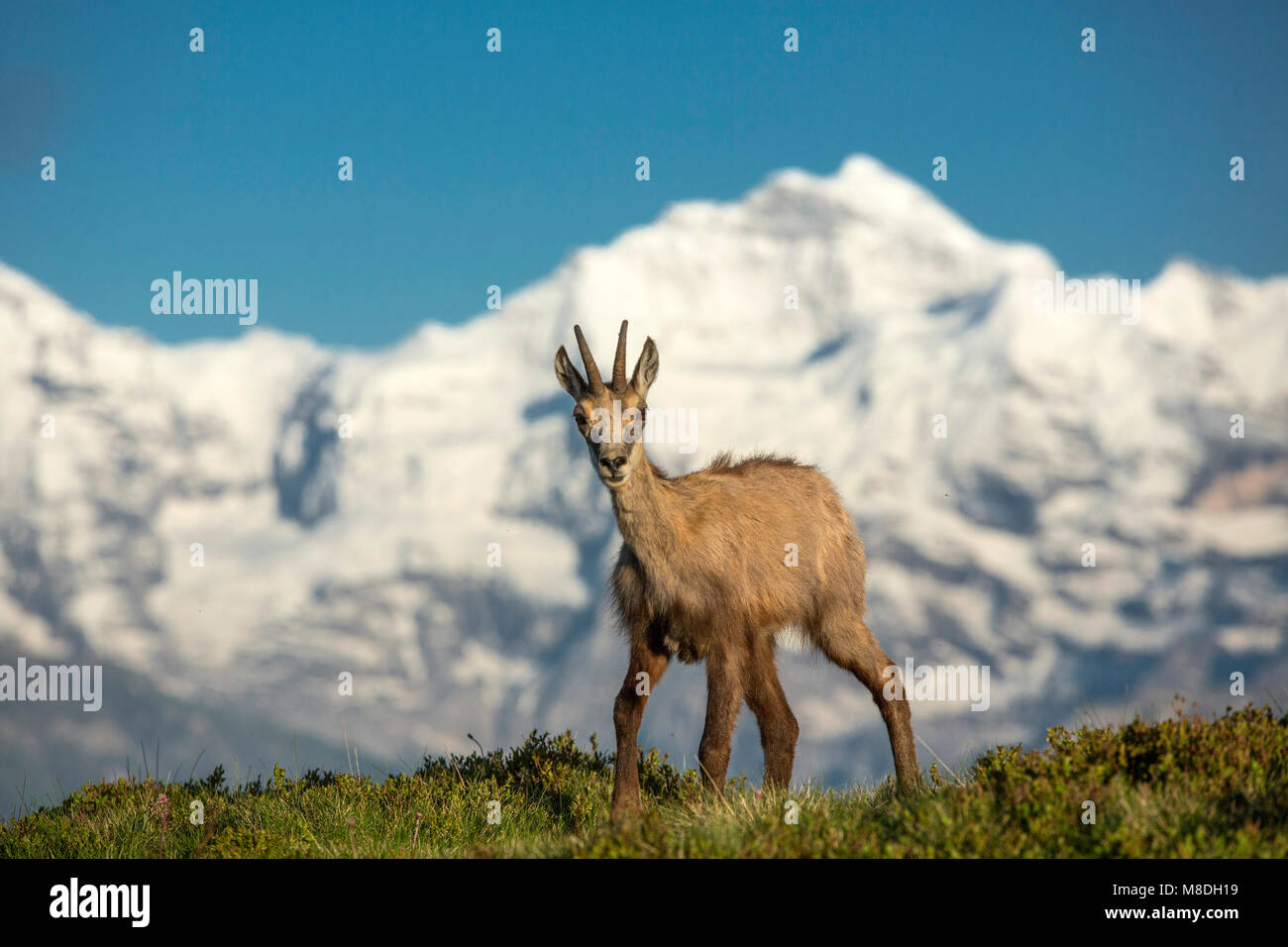 Gemse vor Jungfrau Foto de stock