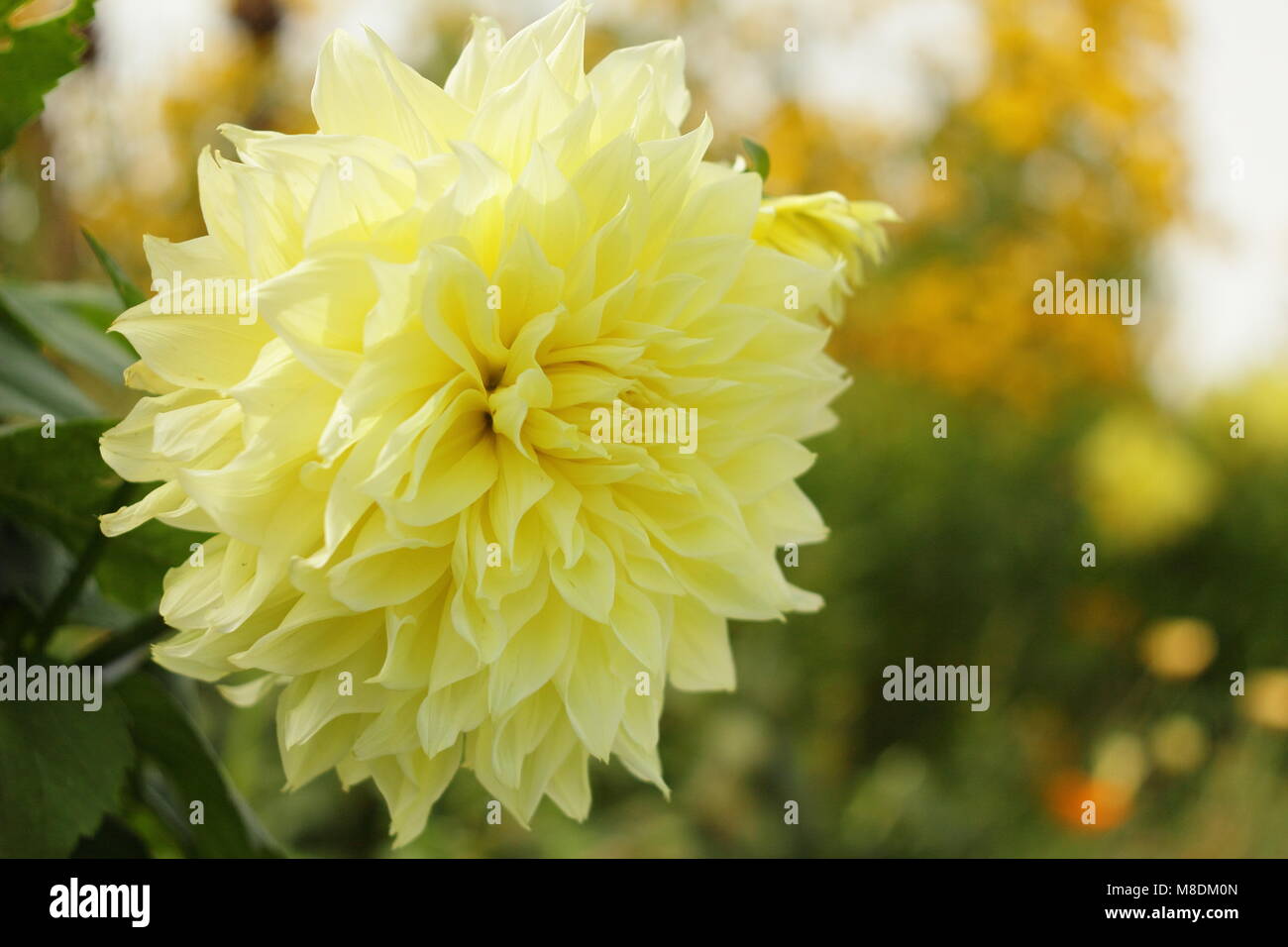 Dahlia "Farol de Kelvin' en flor en la frontera a finales de verano de un jardín inglés, REINO UNIDO Foto de stock