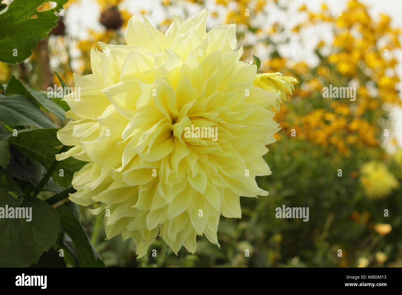 Dahlia "Farol de Kelvin' en flor en la frontera a finales de verano de un jardín inglés, REINO UNIDO Foto de stock
