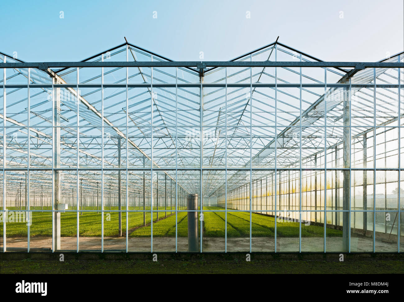 Invernadero en Westland, área con la mayor concentración de invernaderos en Holanda Foto de stock