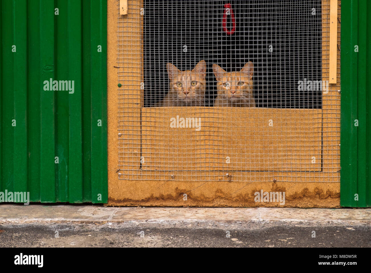 Dos gatos de jengibre mirando a través de una parrilla en una puerta, Tamaimo, Tenerife, Islas Canarias, España Foto de stock