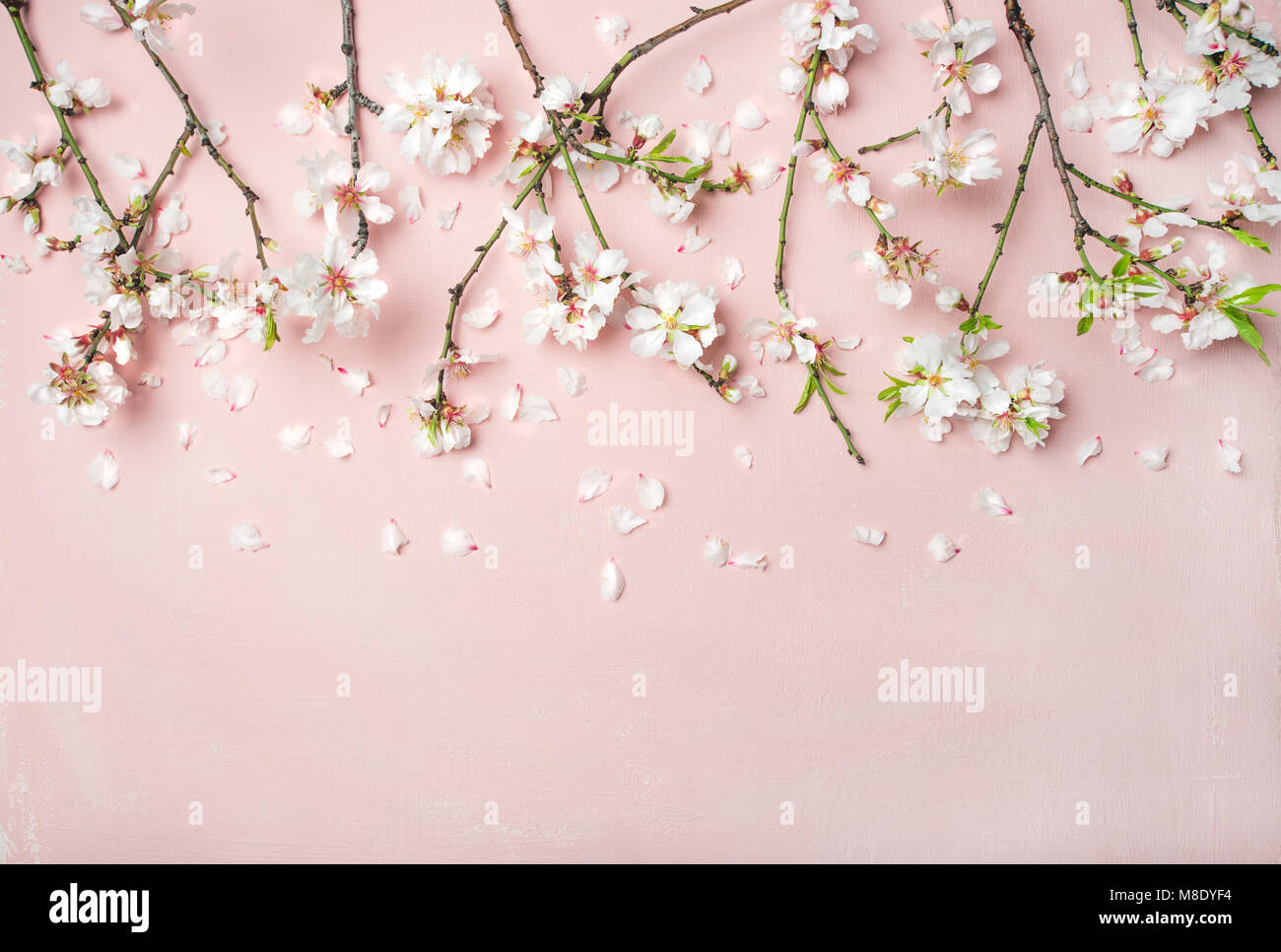 La flor del almendro de primavera flores y pétalos sobre fondo de color rosa  luz Fotografía de stock - Alamy