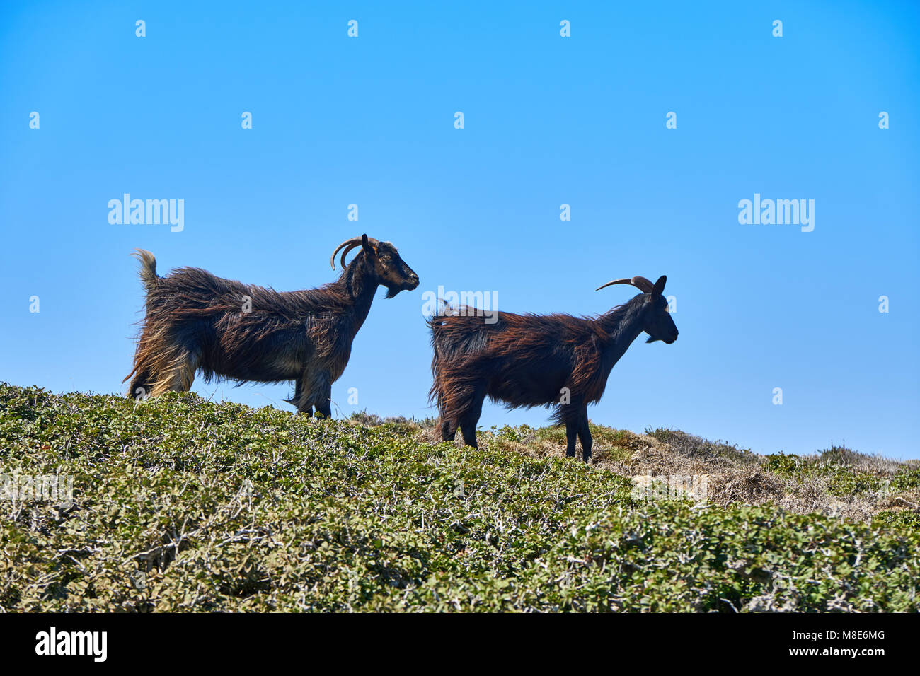 Dos cabras negras se encuentran bajo un fuerte viento en una colina contra el cielo azul Foto de stock