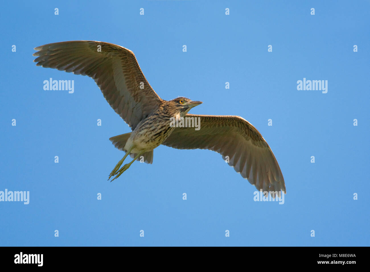 Kwak onvolwassen vliegend; negro coronado noche juvenil Heron volando Foto de stock