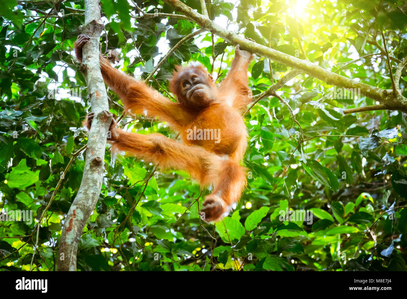 Lindo bebé orangután colgado en rama y mirando alrededor contra el espeso follaje verde en el fondo. Poco ape descansando en árbol en la exótica selva. Un Foto de stock