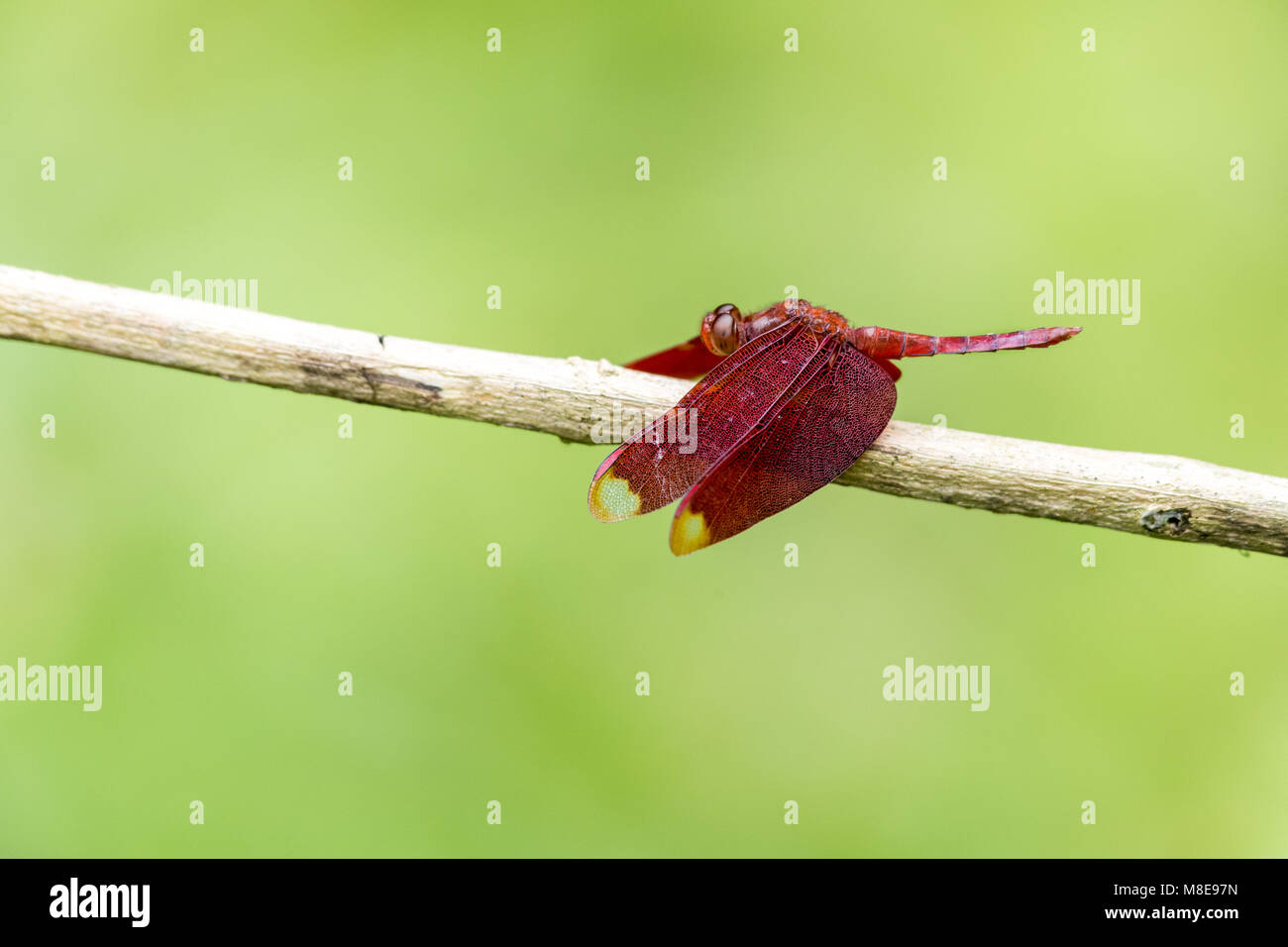 Retrato de dragonfly - Rojiza (Neurothemis Percher fulvia) Foto de stock