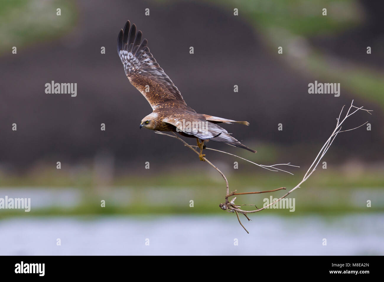 Bruine Kiekendief Mannetje de vlucht reunió nestmateriaal; Macho aguilucho lagunero en vuelo con material de anidación Foto de stock