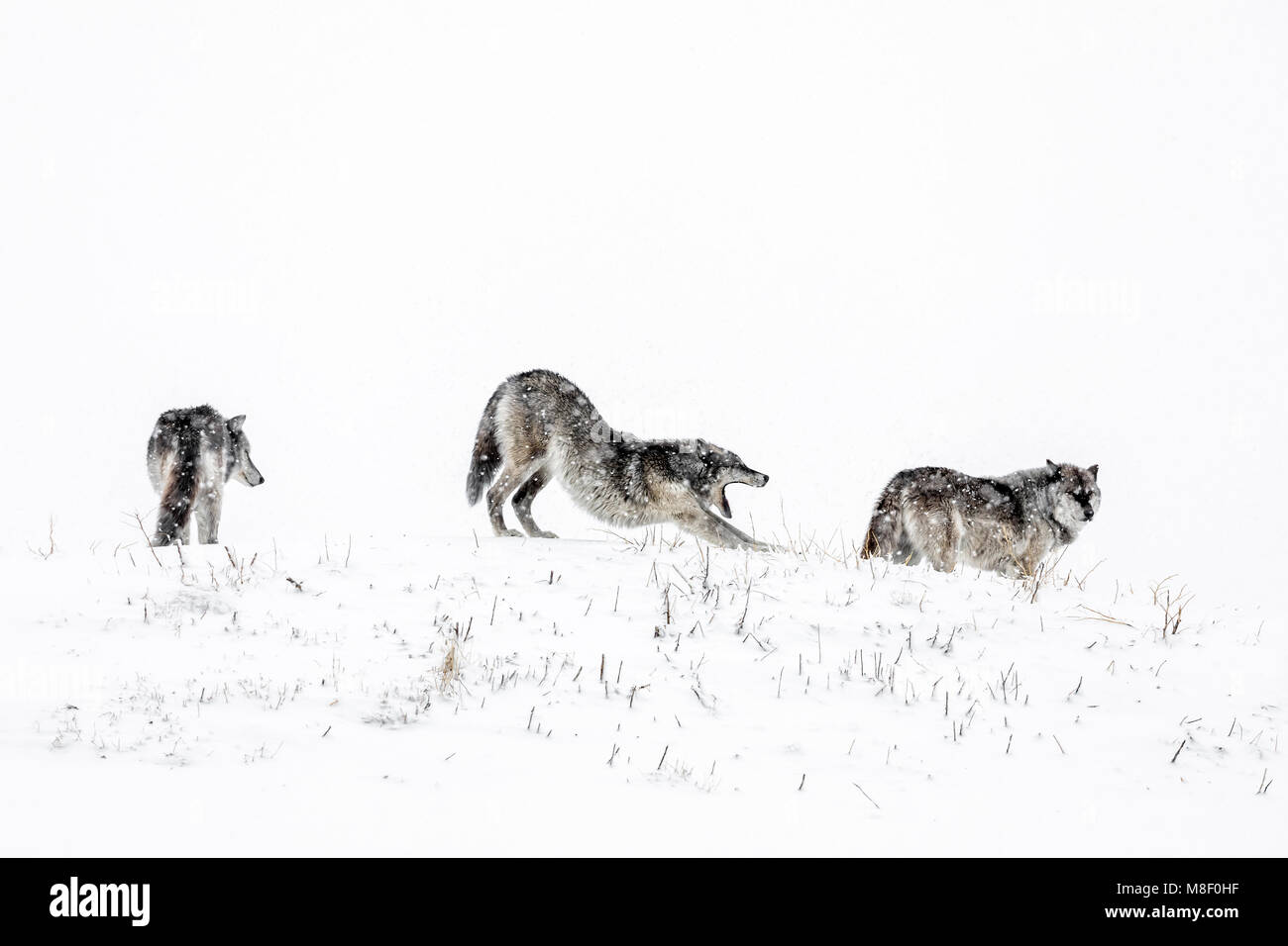 También conocidos como Lobos Grises, lobos Timber Canis lupus, Manitoba, Canadá. Foto de stock