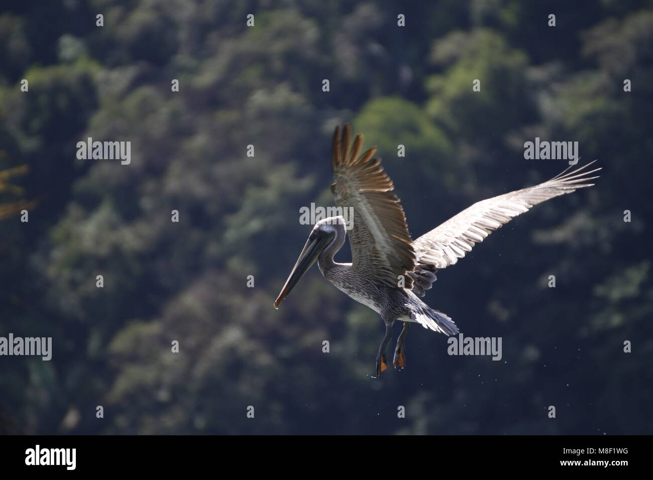 Pelícanos volando en Manuel Antonio, Costa Rica Foto de stock