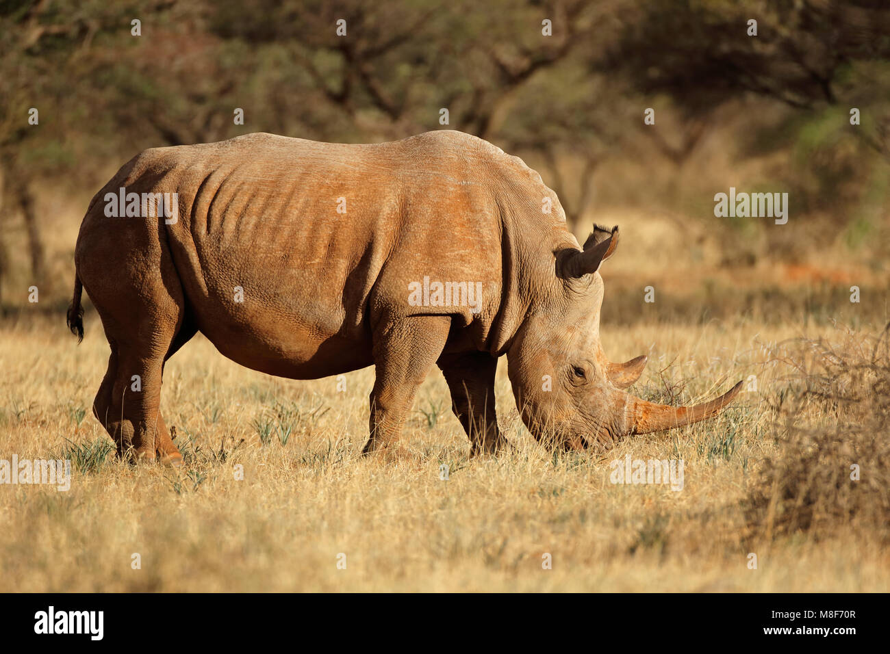 Un rinoceronte blanco (Ceratotherium simum) pastoreo en hábitat natural, Sudáfrica Foto de stock