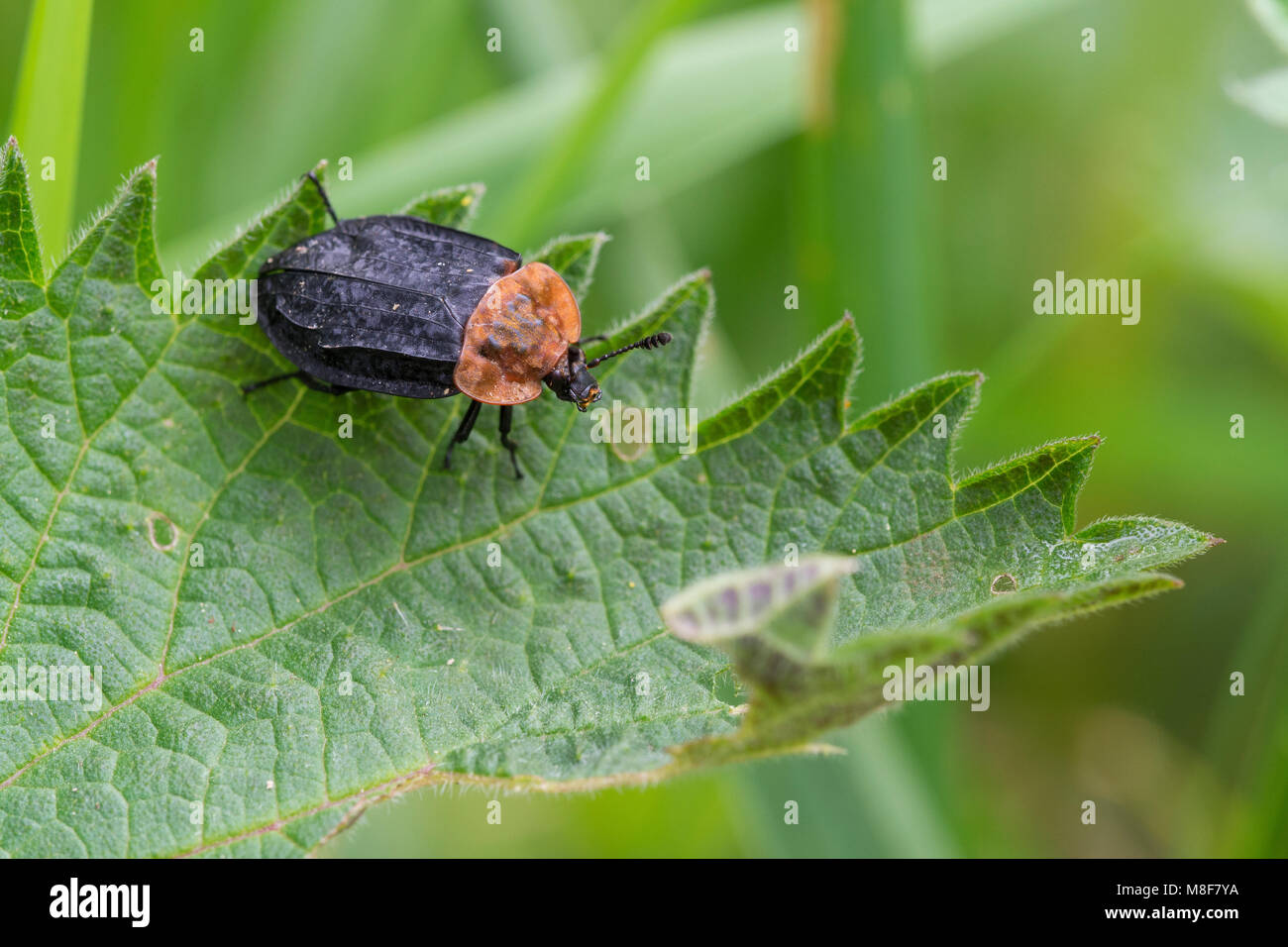 Gran escarabajo carroñero, Oiceoptoma thoracicum Foto de stock