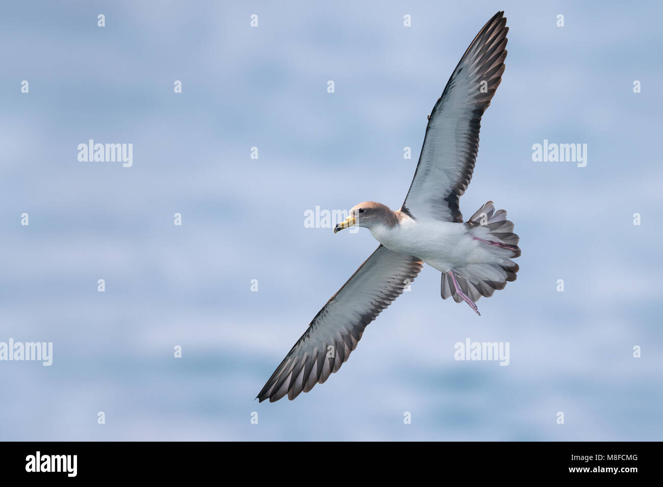La Scopoli Vliegende Pijlstormvogel; Scopoli's Shearwater en vuelo Foto de stock