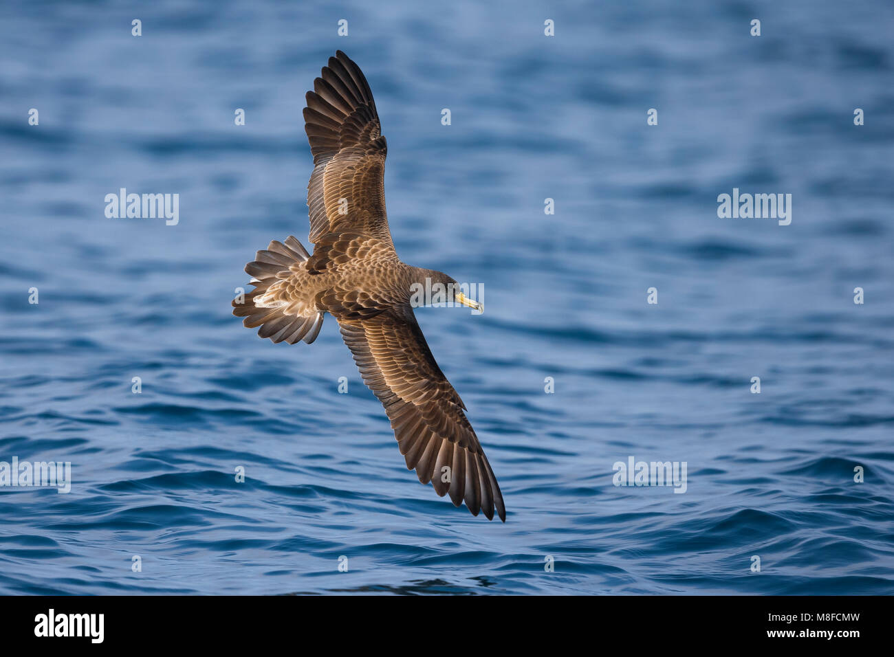 La Scopoli Vliegende Pijlstormvogel; Scopoli's Shearwater en vuelo Foto de stock
