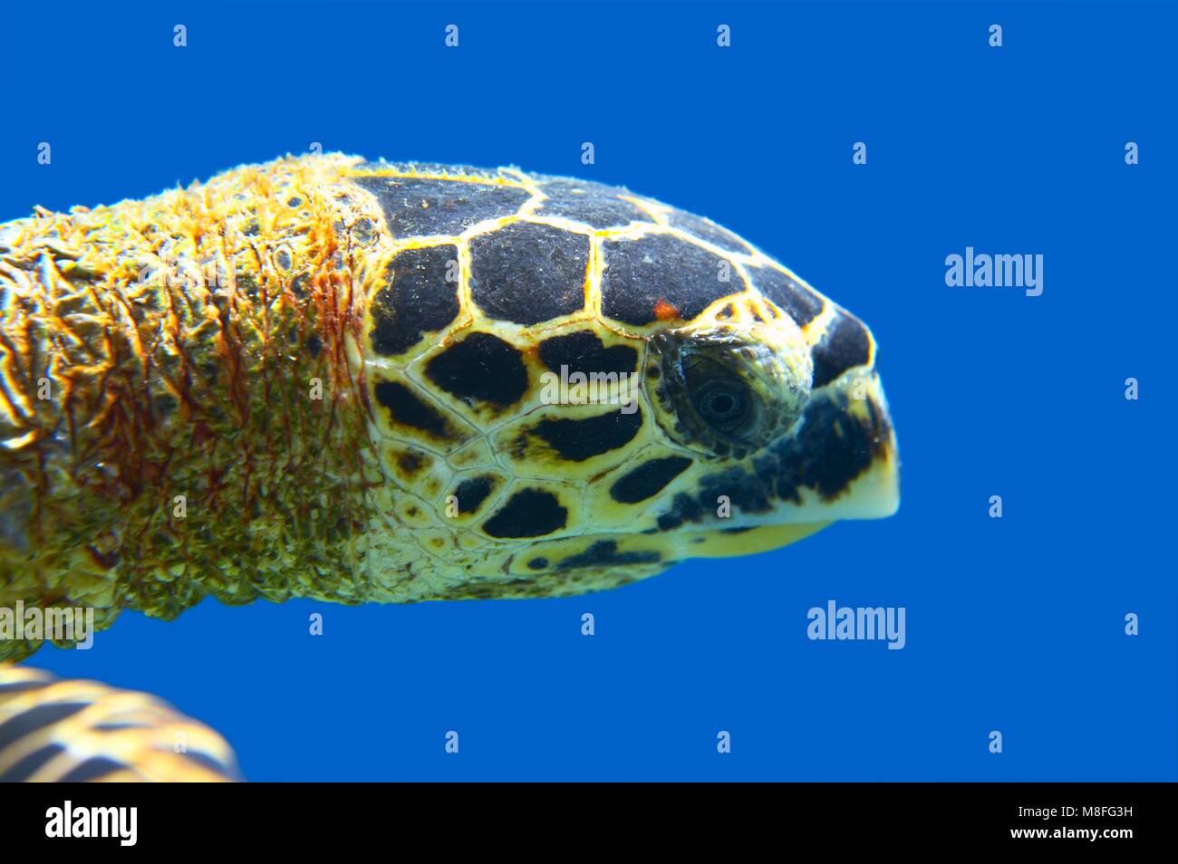 Cerrar la cabeza en un océano de tortugas marinas Foto de stock