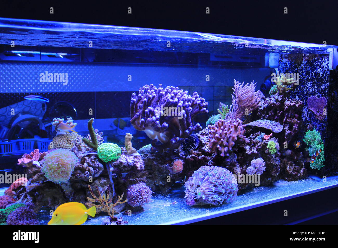 Tanque de acuario de arrecifes de coral de agua salada Fotografía de stock  - Alamy