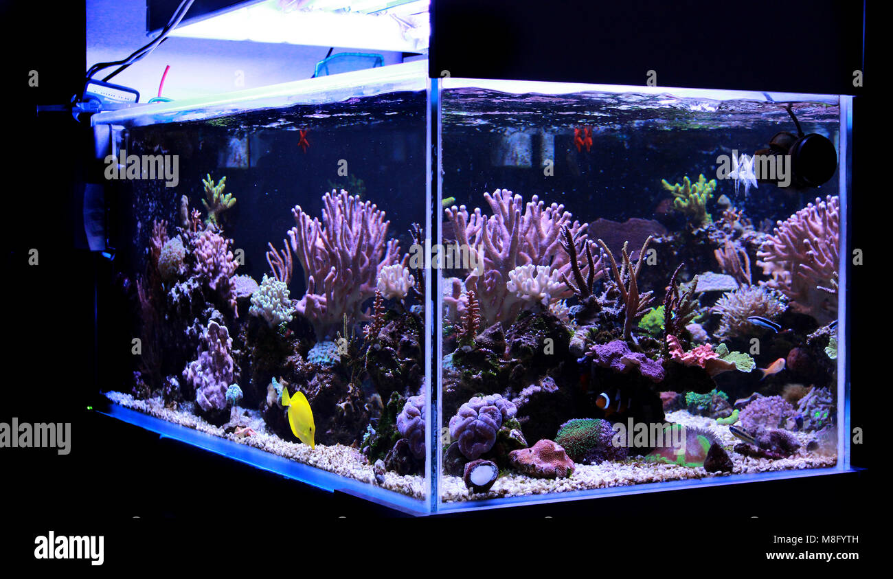 Acuario de arrecife de coral fotografías e imágenes de alta resolución -  Alamy