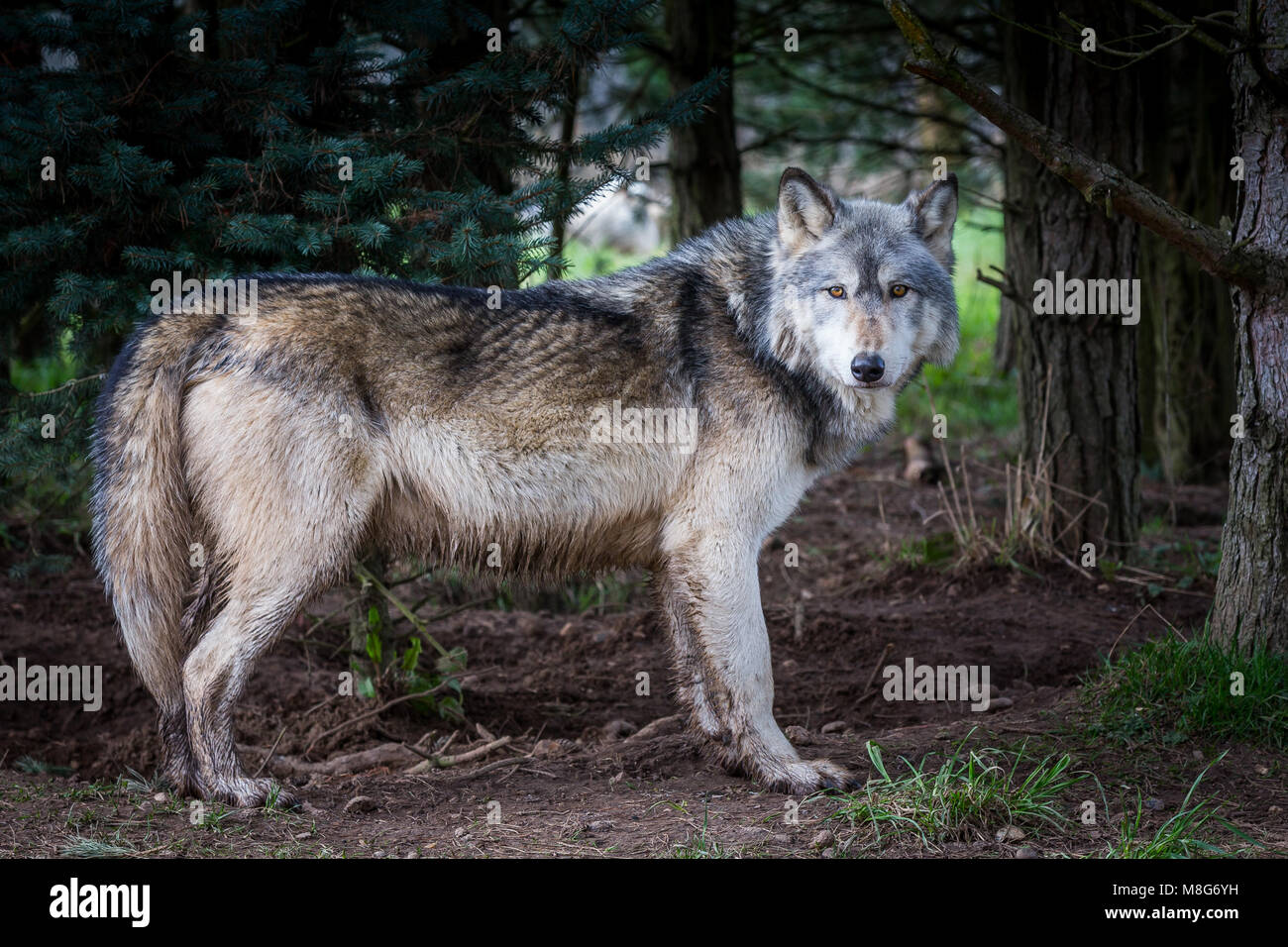 Wolf ilustra en U, la sociedad para la conservación de los lobos se celebró  en áreas grandes y bien cuidadas, muchos lobos han salvado de una muerte  cierta Fotografía de stock -