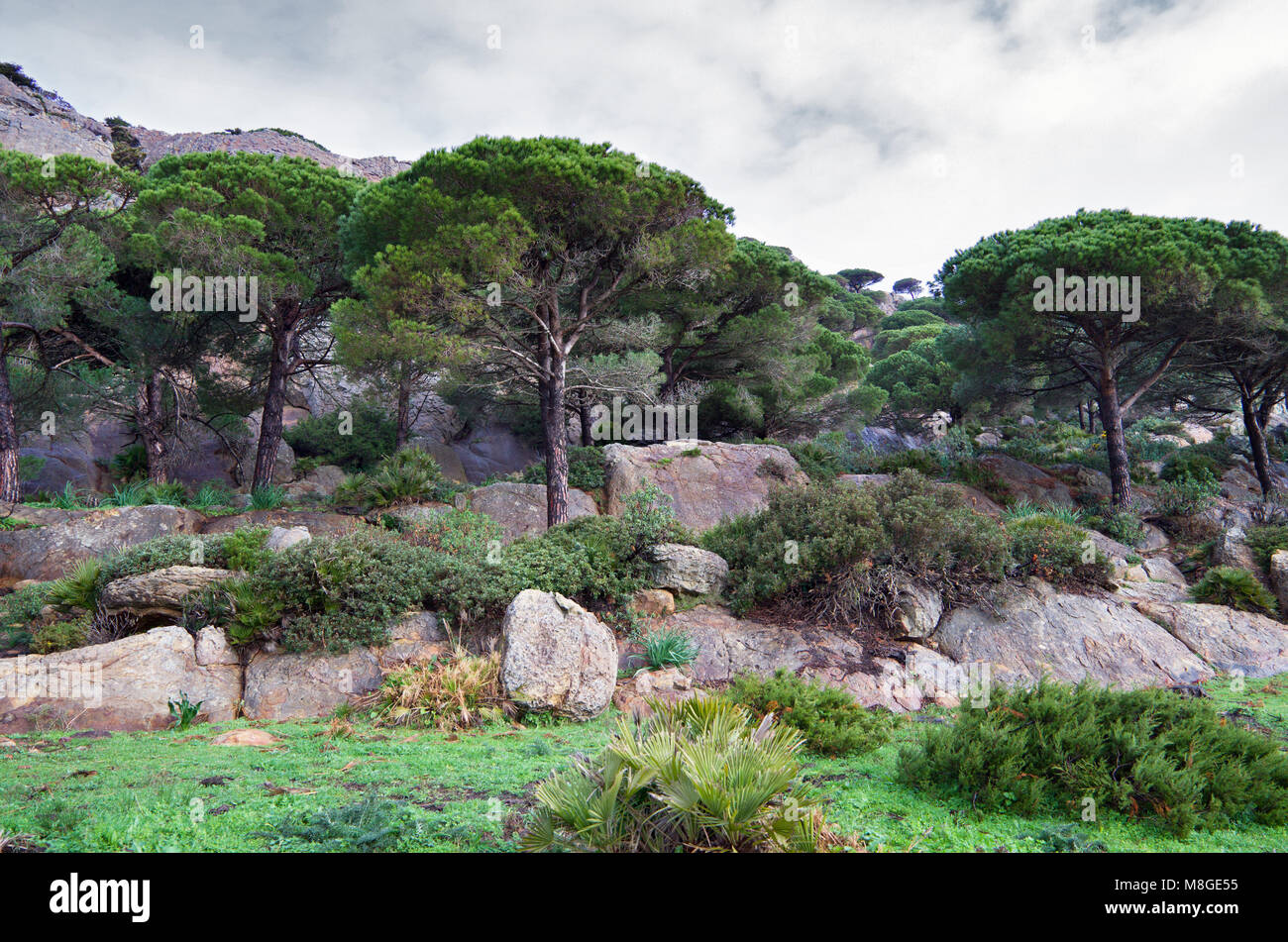 El Parque Natural del Estrecho en Cádiz (España) está situado en el lado norte del Estrecho de Gibraltar. Protege una amplia gama de ecosistemas y especies. Foto de stock