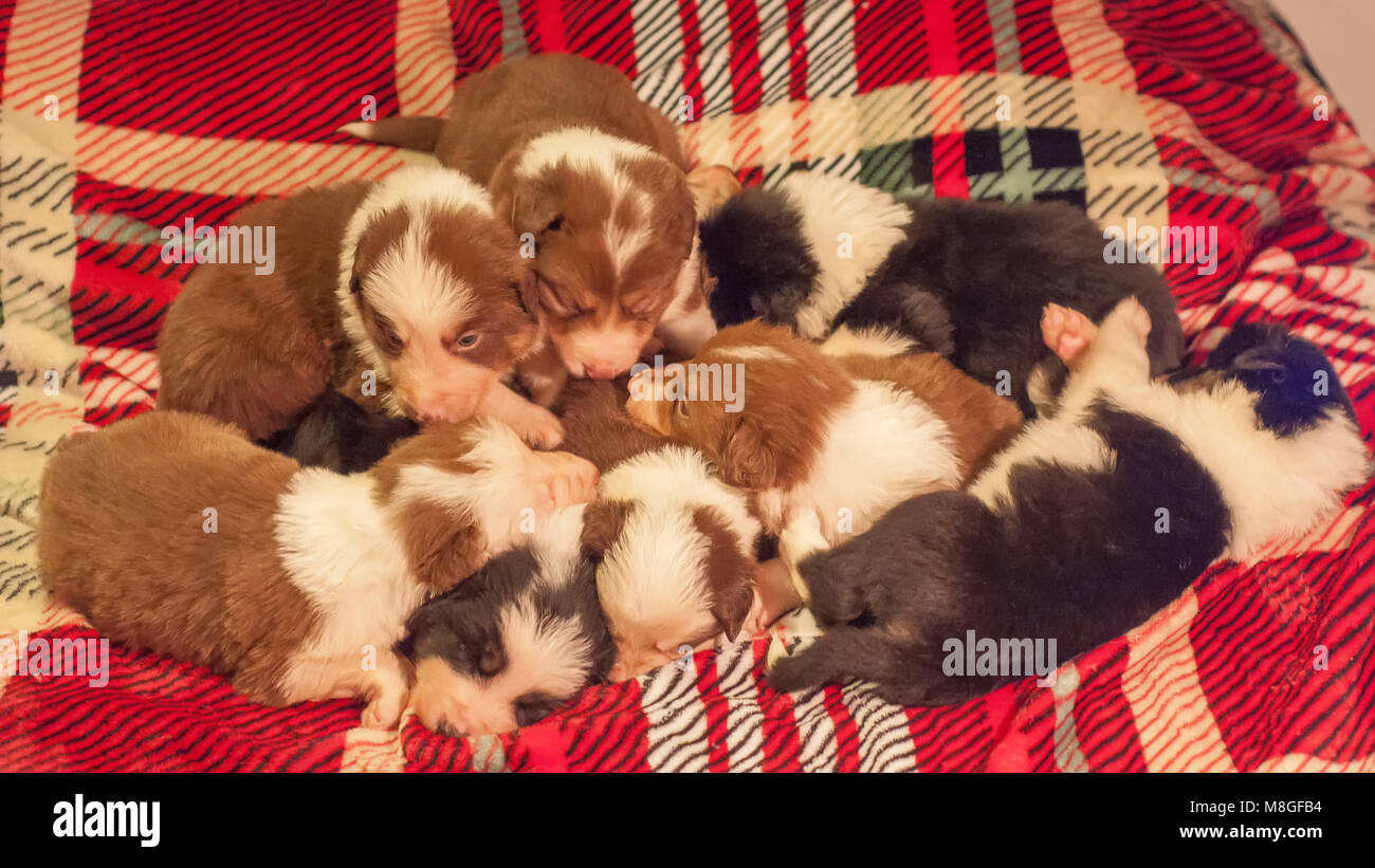 Cuatro semanas de edad nacido lindo cachorro Border Collie camada en casa  en un entorno de marcada cama cubierta Fotografía de stock - Alamy