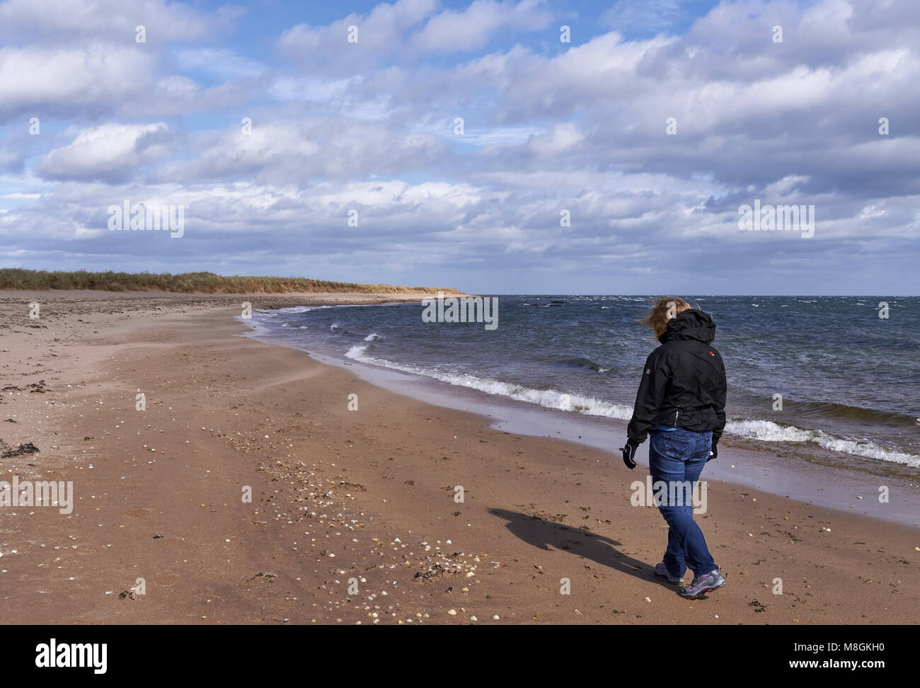Una mujer paseando por la playa Easthaven en Angus, en un día muy ventoso y fresco en abril. Foto de stock