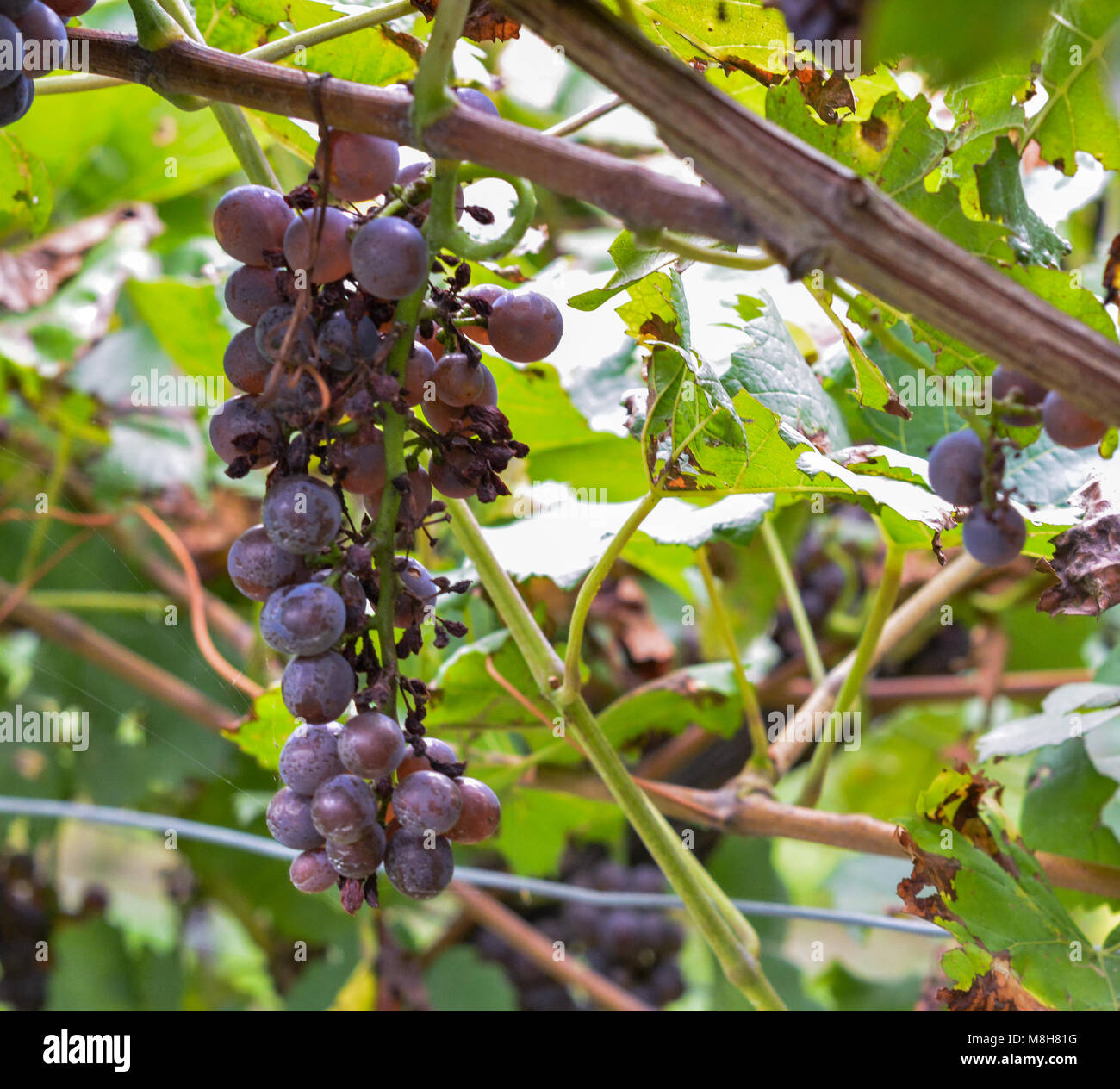 Peronospora uva o moho. Viñedos de hongos. Causando enfermedades de la uva. Ataca las hojas jóvenes, madera, flores y frutas. Foto de stock