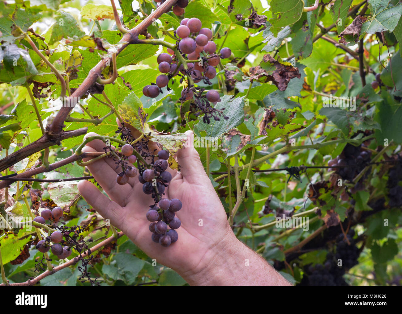 Peronospora uva o moho. Viñedos de hongos. Causando enfermedades de la uva. Ataca las hojas jóvenes, madera, flores y frutas. Foto de stock