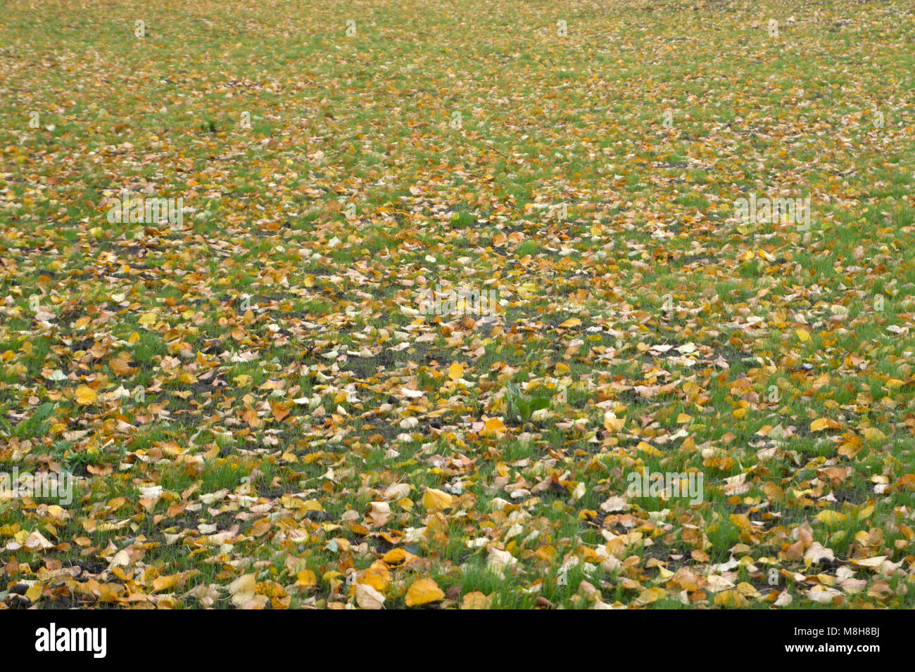 Caído otoño hojas amarillas en el suelo. Parche de hierba verde fresca en foco en primer plano. Hermoso parque de otoño. Papel tapiz de la temporada. El enfoque selectivo. Shal Foto de stock