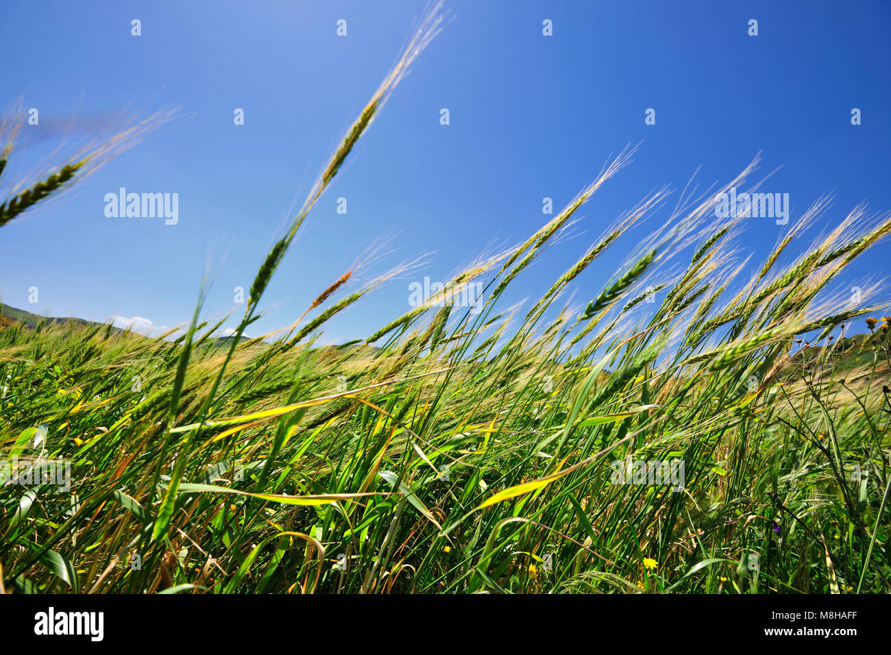 La cosecha de trigo. Sudoeste Alentejano y Costa Vicentina, Parque de la naturaleza de la costa atlántica más salvajes en Europa. Portugal Foto de stock