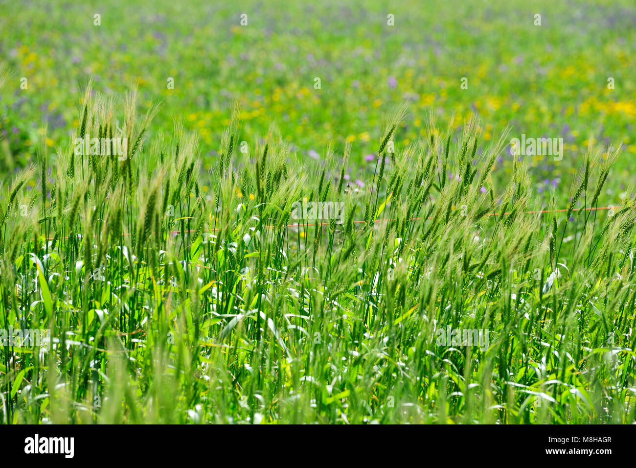 La cosecha de trigo. Sudoeste Alentejano y Costa Vicentina, Parque de la naturaleza de la costa atlántica más salvajes en Europa. Portugal Foto de stock