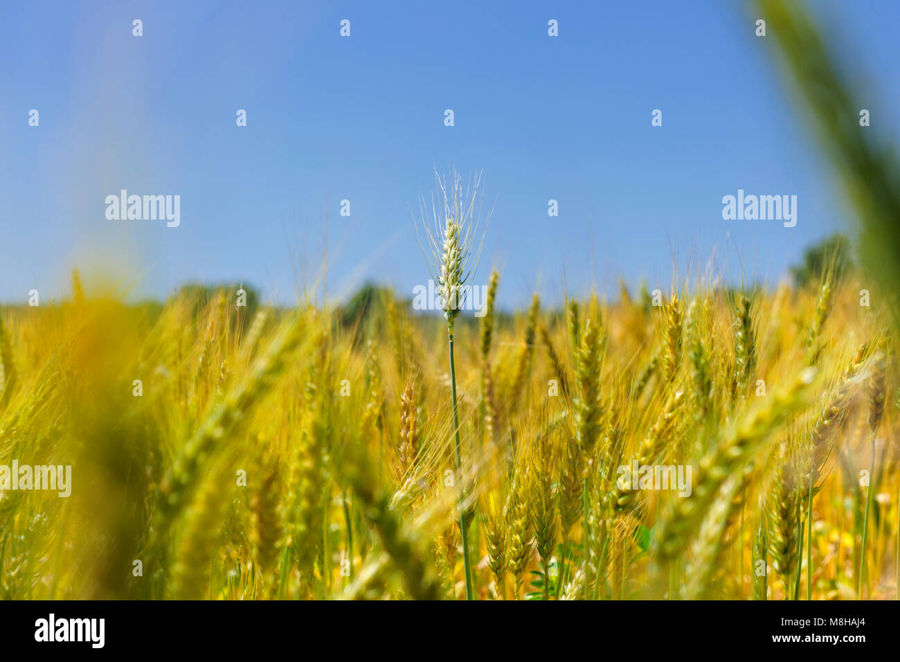 La cosecha de trigo. Sudoeste Alentejano y Costa Vicentina, Parque de la naturaleza de la costa atlántica más salvajes en Europa. Portugal Foto de stock