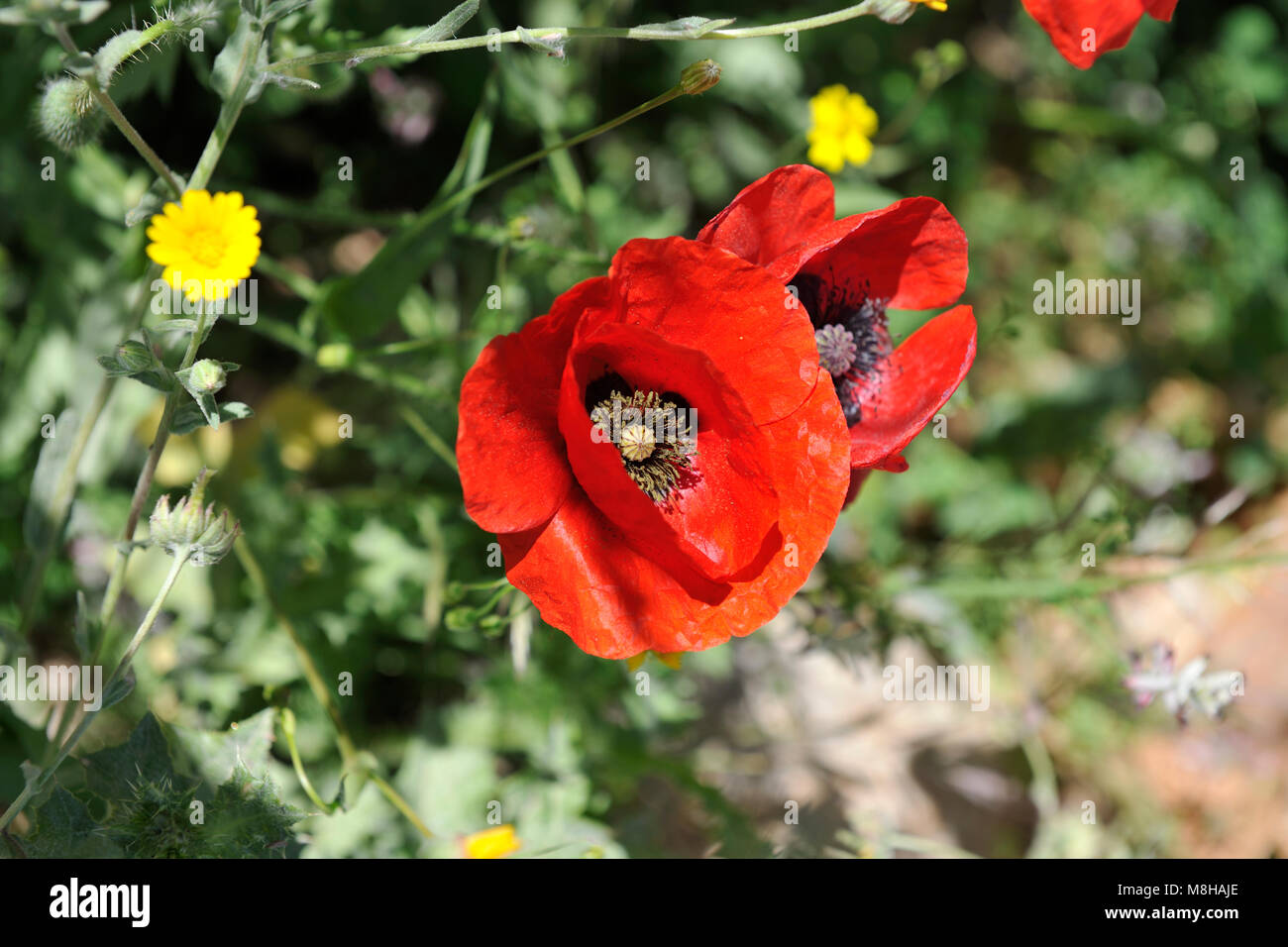 Amapolas. Sudoeste Alentejano y Costa Vicentina, Parque de la naturaleza de la costa atlántica más salvajes en Europa. Portugal Foto de stock