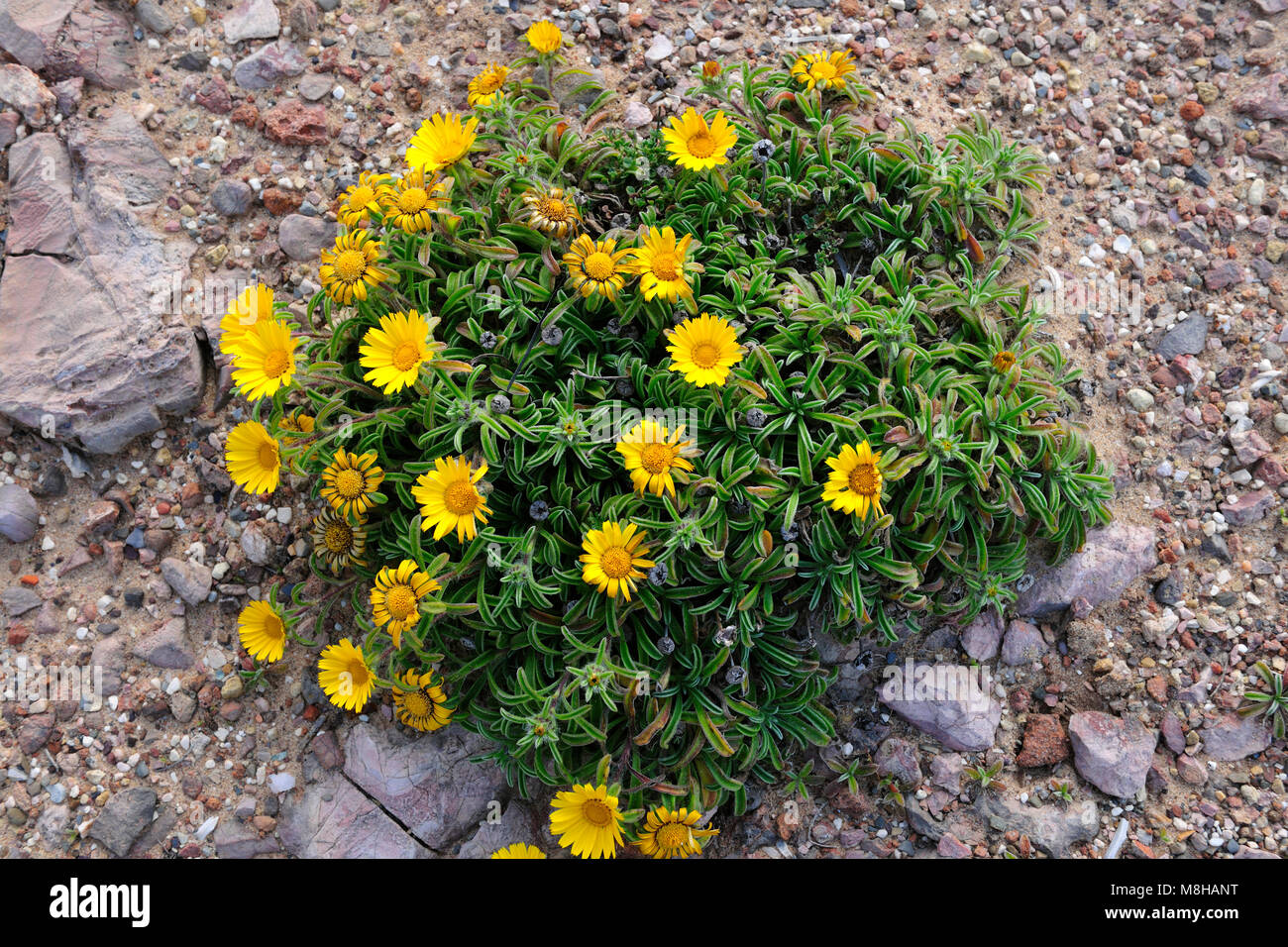 Primavera en Carrapateira. Sudoeste Alentejano y Costa Vicentina, Parque de la naturaleza de la costa atlántica más salvajes en Europa. Portugal Foto de stock