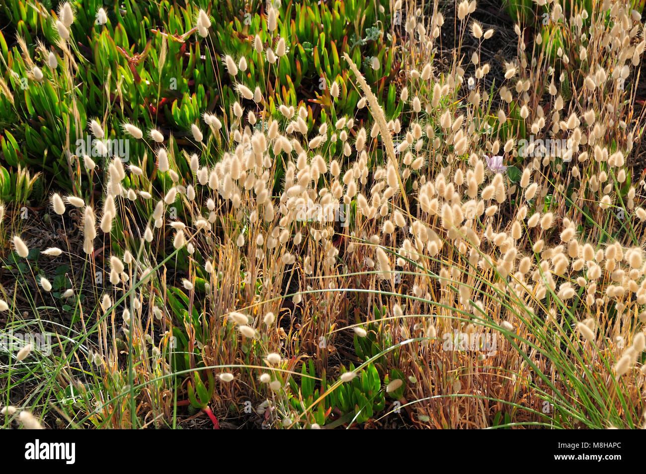 Flora de las dunas. Beira Litoral, Portugal Foto de stock