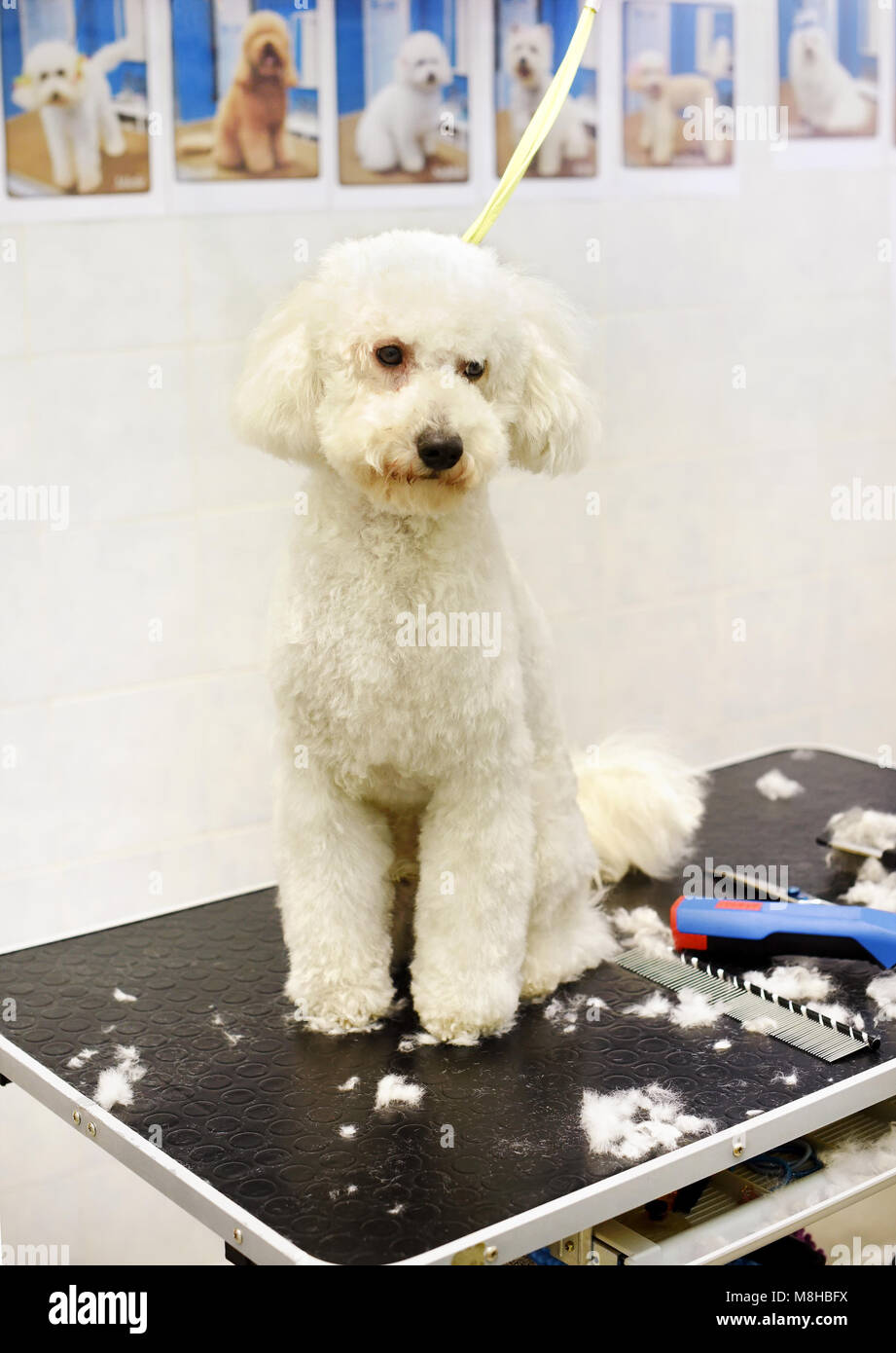 Cabaña Soportar Al frente Hair salon poodle fotografías e imágenes de alta resolución - Alamy