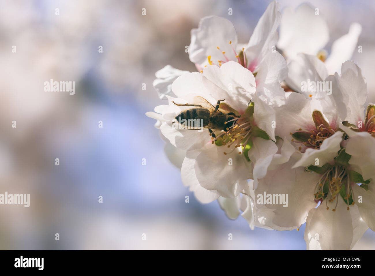 La recolección de miel de abeja polen de flores de almendro, acercamiento, fondo desenfocado Foto de stock
