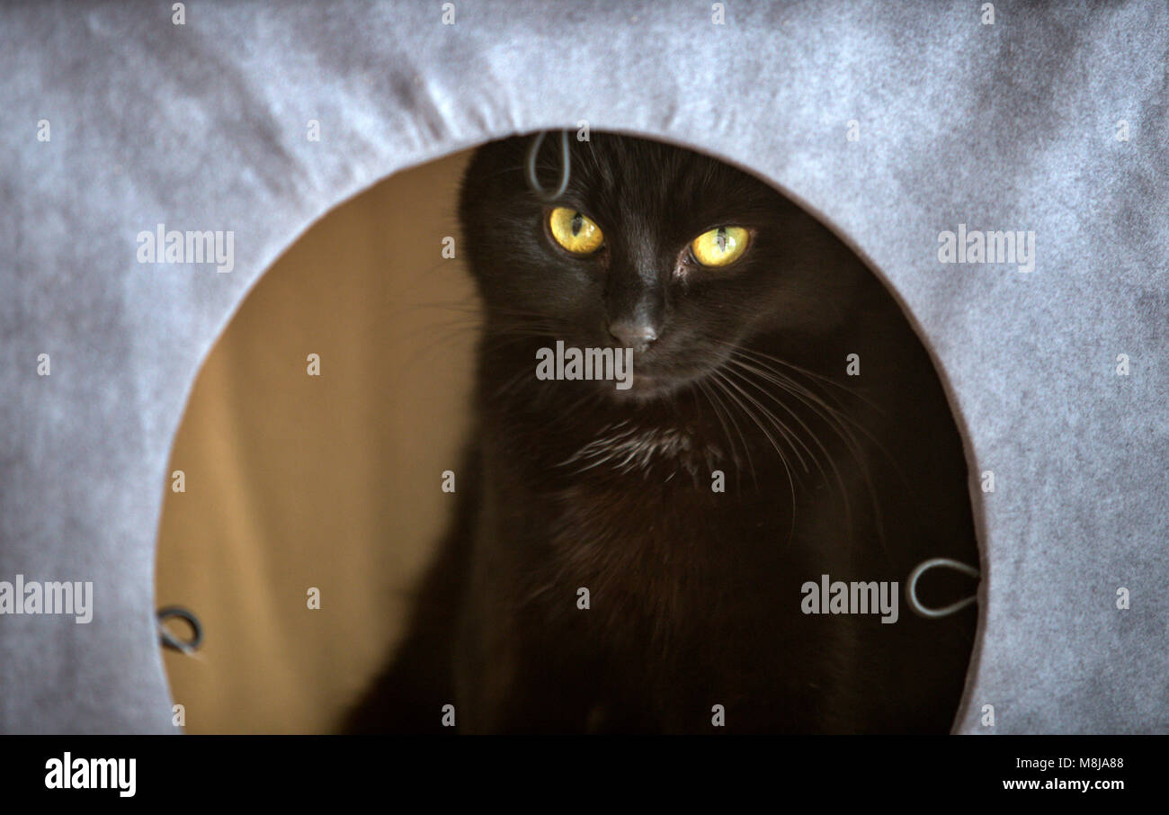 Un joven de pelo corto del gato negro gato gris en un cuadro Fotografía de  stock - Alamy