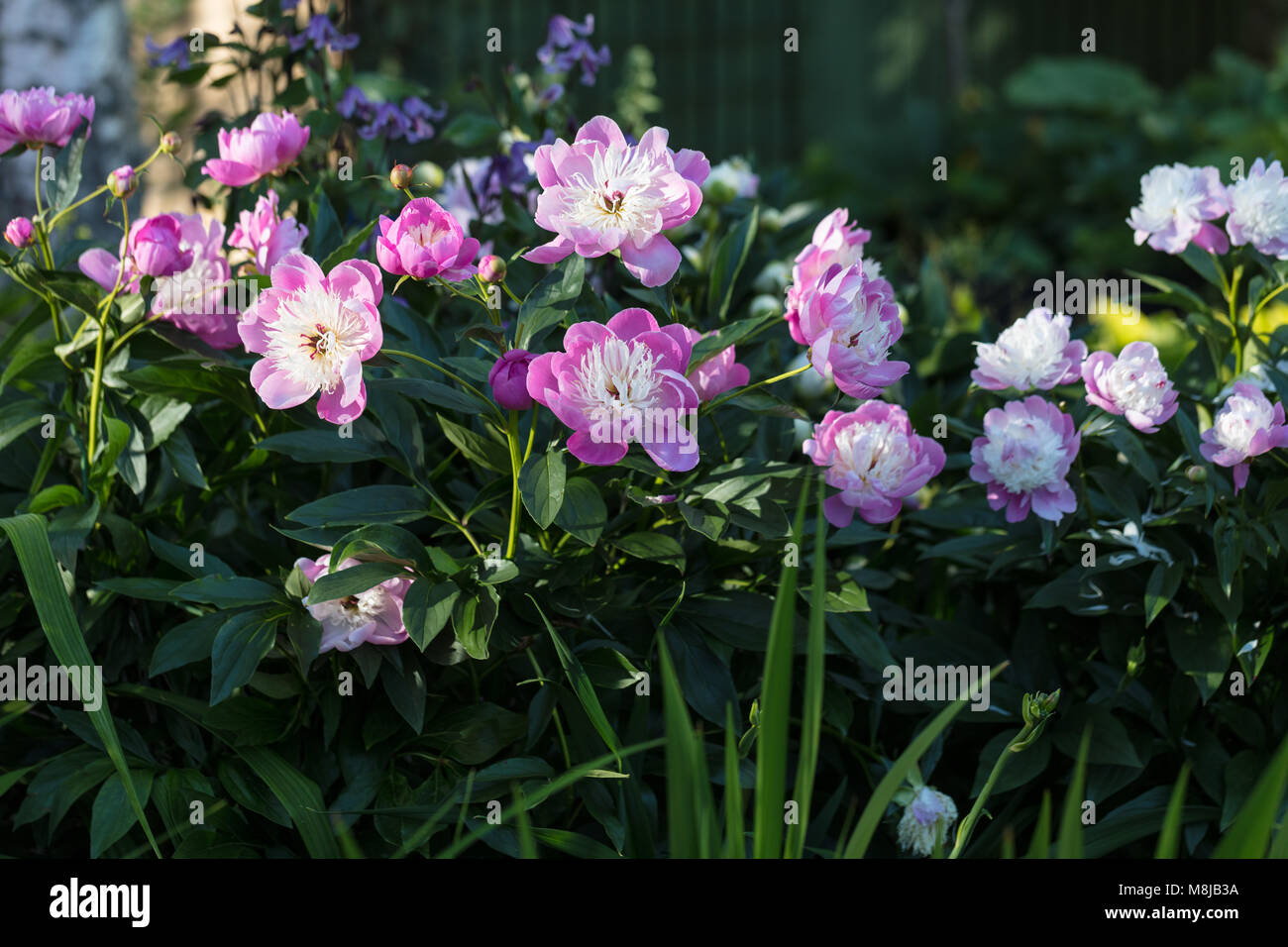 "Tazón de belleza' jardín común, Luktpion Peonía (Paeonia lactiflora) Foto de stock