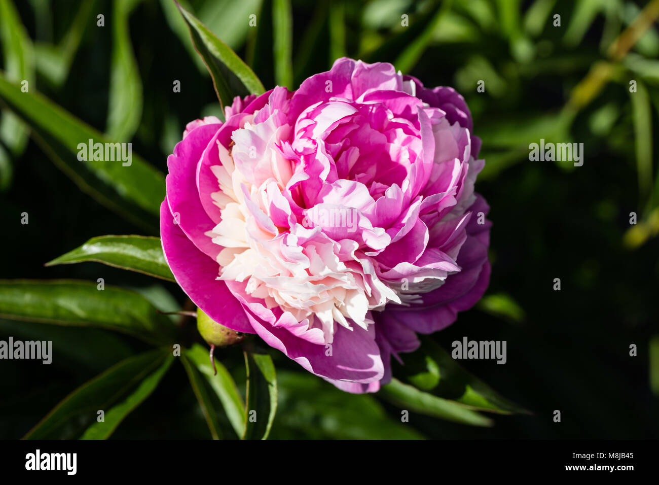 "Orbet' jardín común, Luktpion Peonía (Paeonia lactiflora) Foto de stock