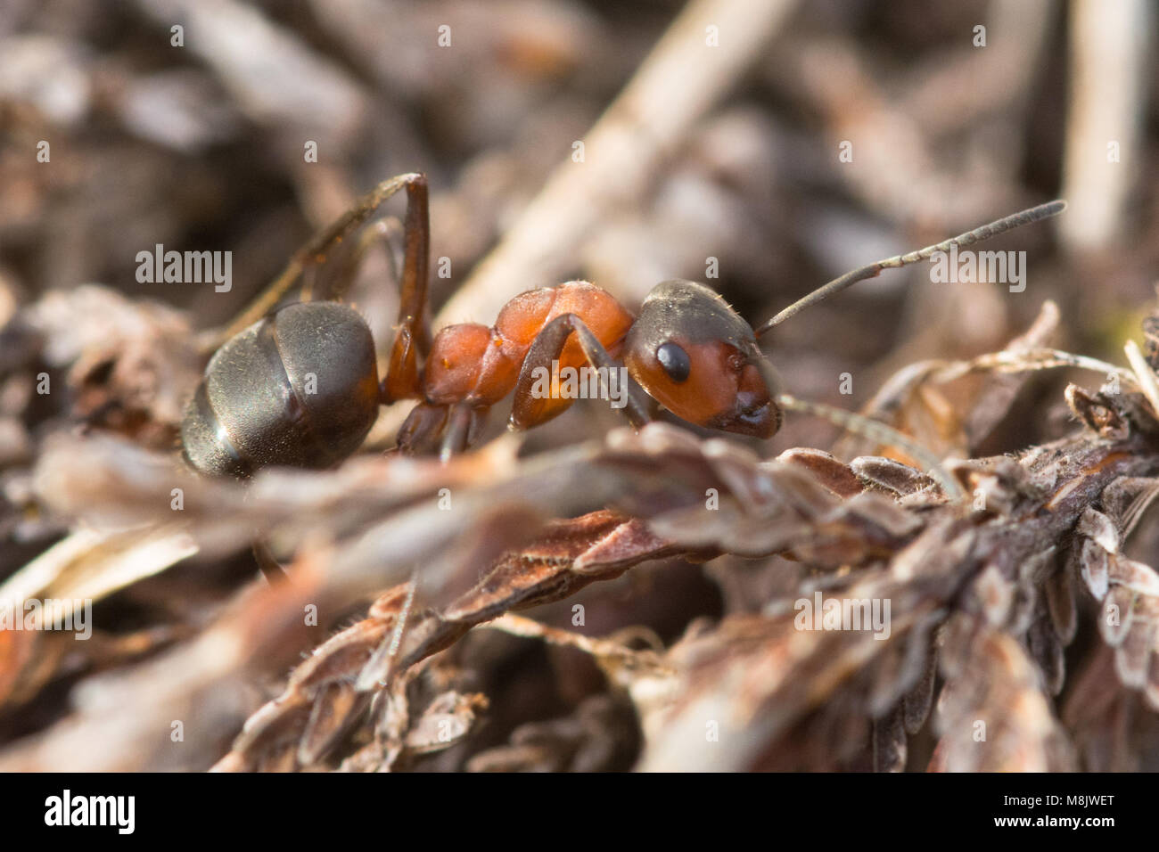 Cerca del sur de hormiga de madera (Formica rufa) Foto de stock