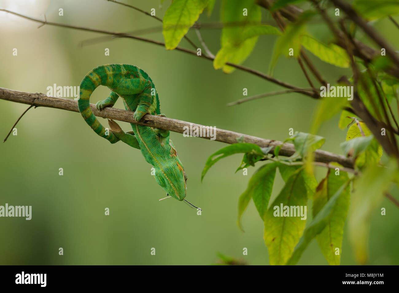Chameleon con presas en rama Foto de stock