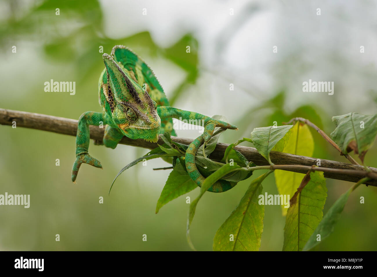 Closeup coloridos camaleón en la posición de la acción Foto de stock