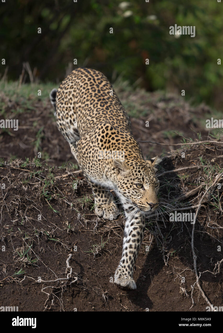 Leopardo Foto de stock
