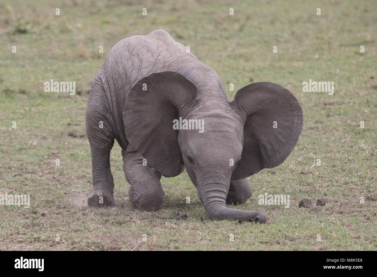 Bebé elefante Foto de stock