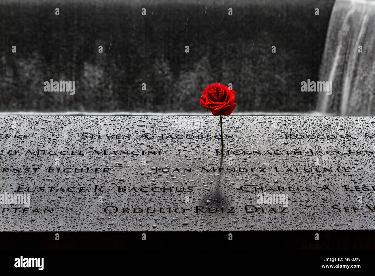 Una rosa roja colocada en una piscina conmemorativa que está grabada con los nombres de los muertos por el ataque a las Torres Gemelas el 11,2001 de septiembre, Nueva York Foto de stock