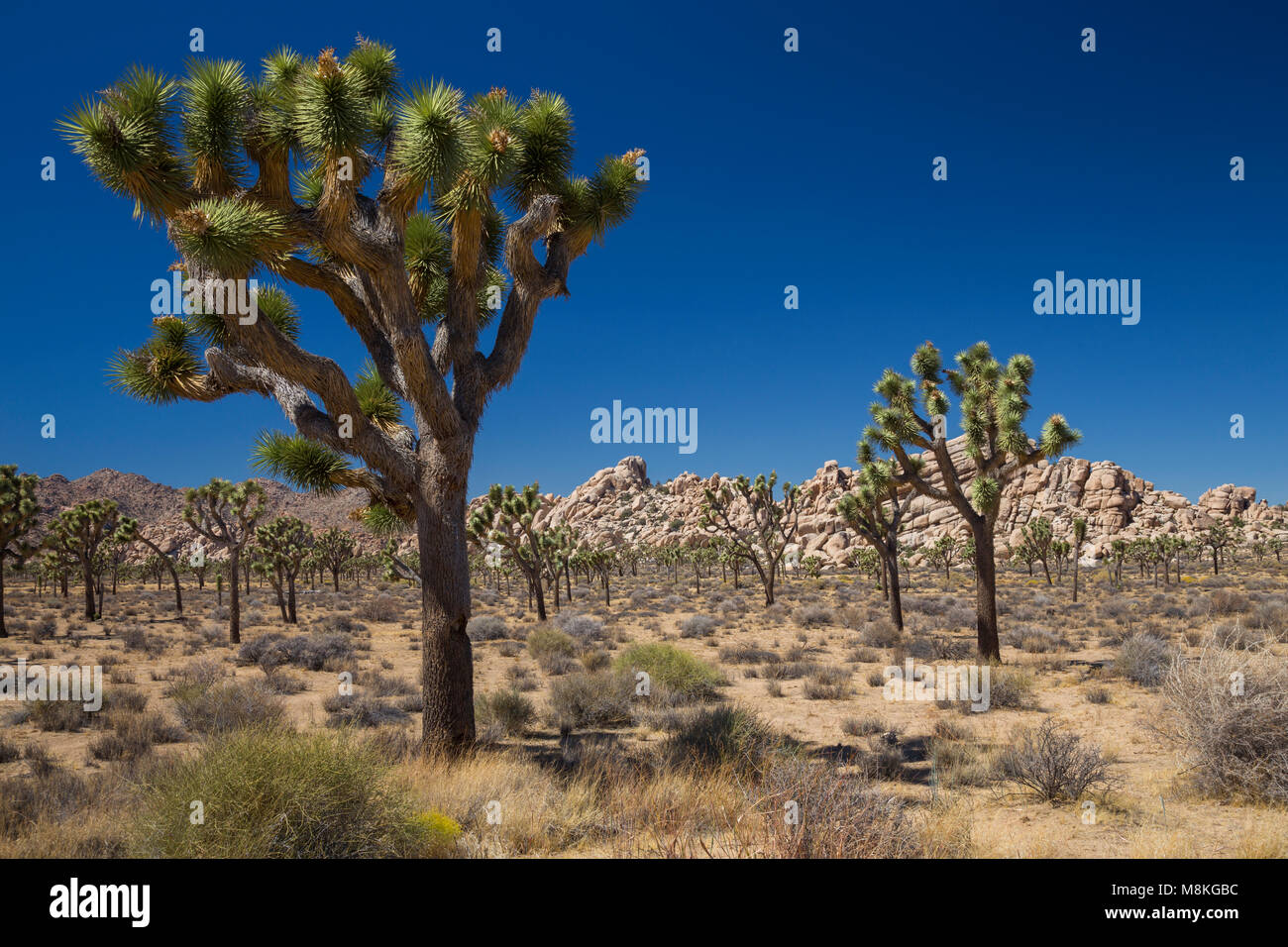 Los árboles Joshua (Yucca brevifolia). Junto a Park Blvd, Joshua Tree National Park, California, EE.UU. Foto de stock