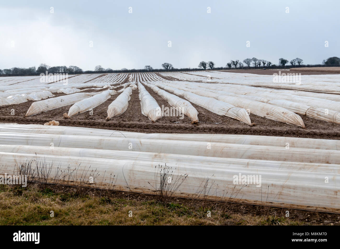 La cobertura plástica en un campo en Norfolk, para calentar el suelo y proteger a los jóvenes de los cultivos. Foto de stock