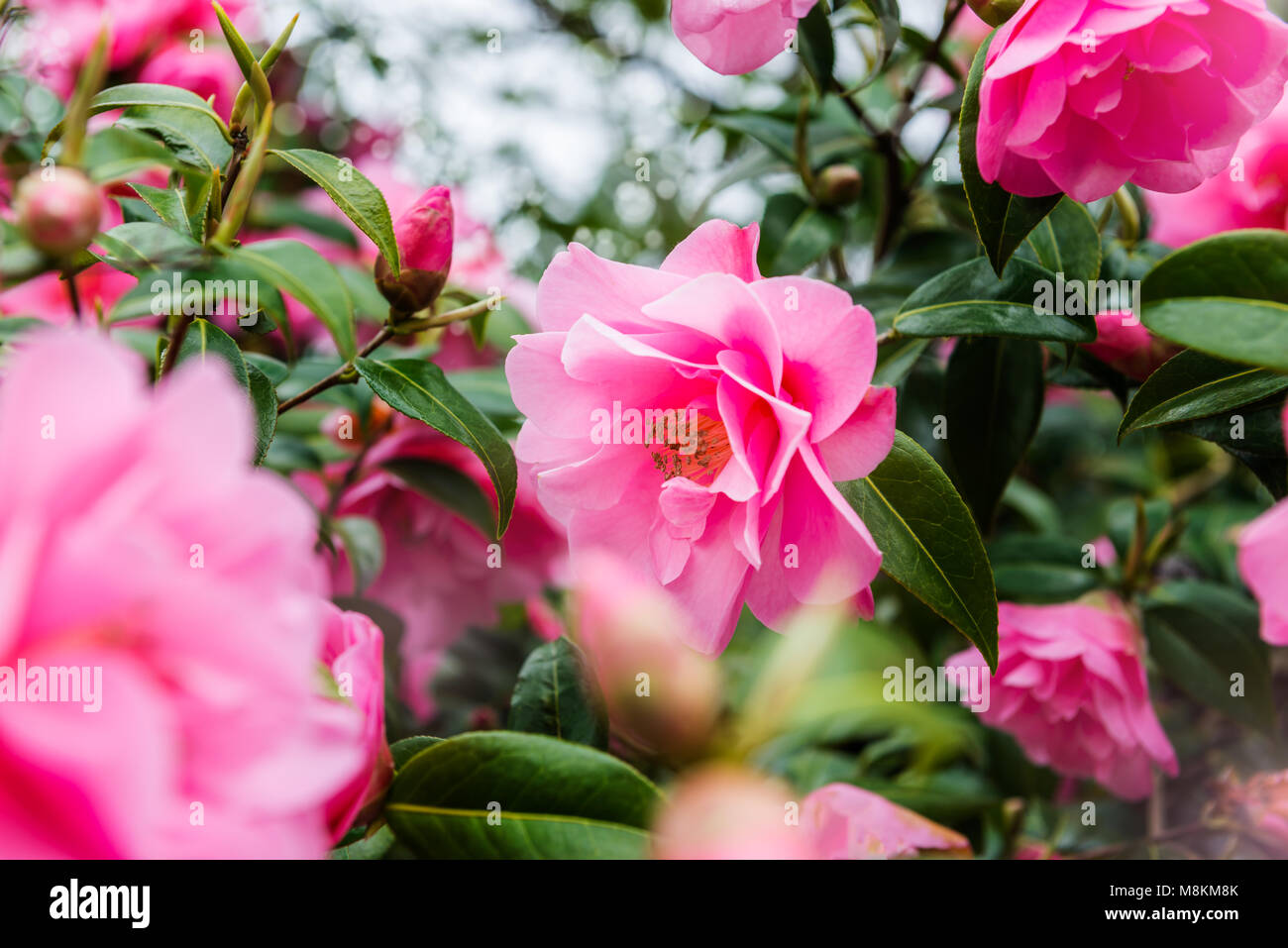 Hermosa Rosa vibrante Camelia en el Jardín Inglés durante la primavera  Fotografía de stock - Alamy