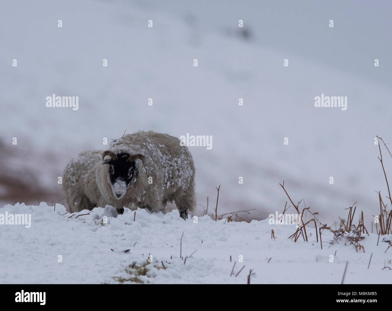 Swaledale ovejas en la nieve en los valles de Yorkshire. Foto de stock