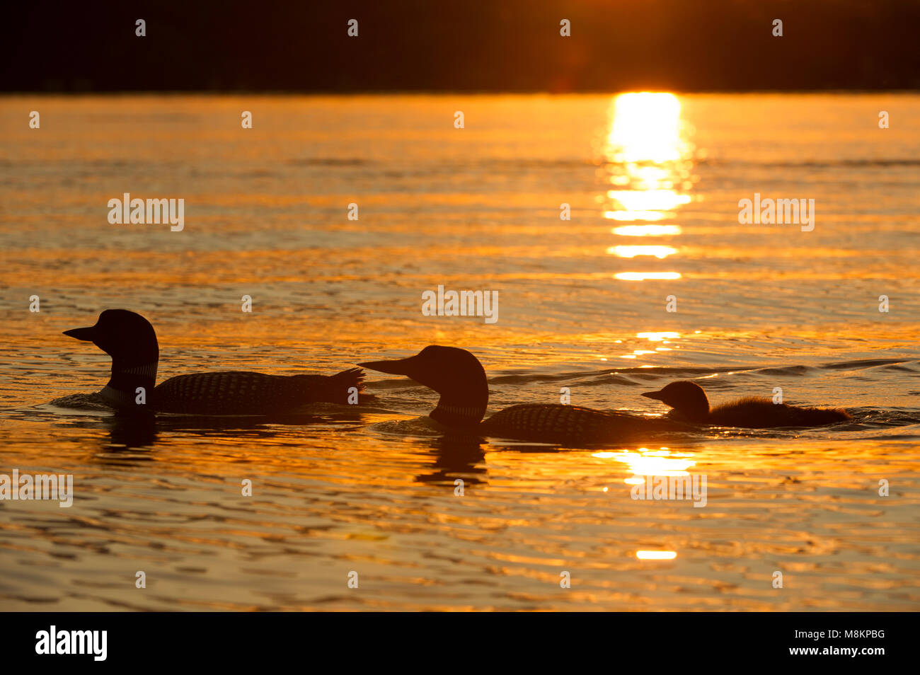 Common loon familia, puesta de sol, (Gavia immer), MN USA, por Dominique Braud/Dembinsky Foto Assoc Foto de stock