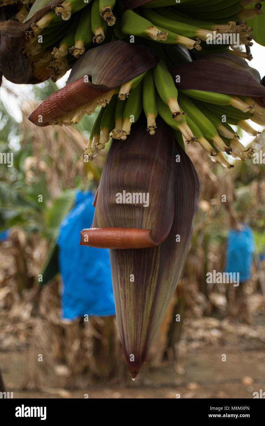 Dedos de banano y plátano flores que crecen en la campiña de Paphos Chipre isla de vacaciones, el Mediterráneo Foto de stock